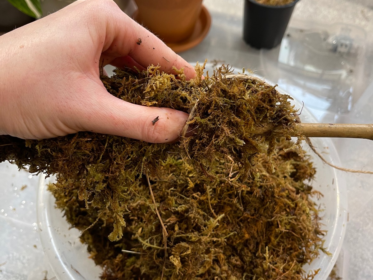 Plant Care – making a cheap moss pole