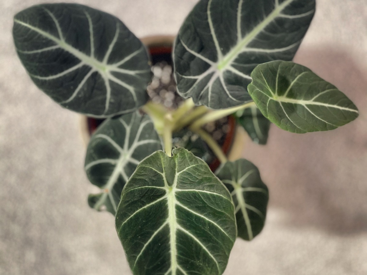 Plant Journal – Alocasia Reginula or Black Velvet
