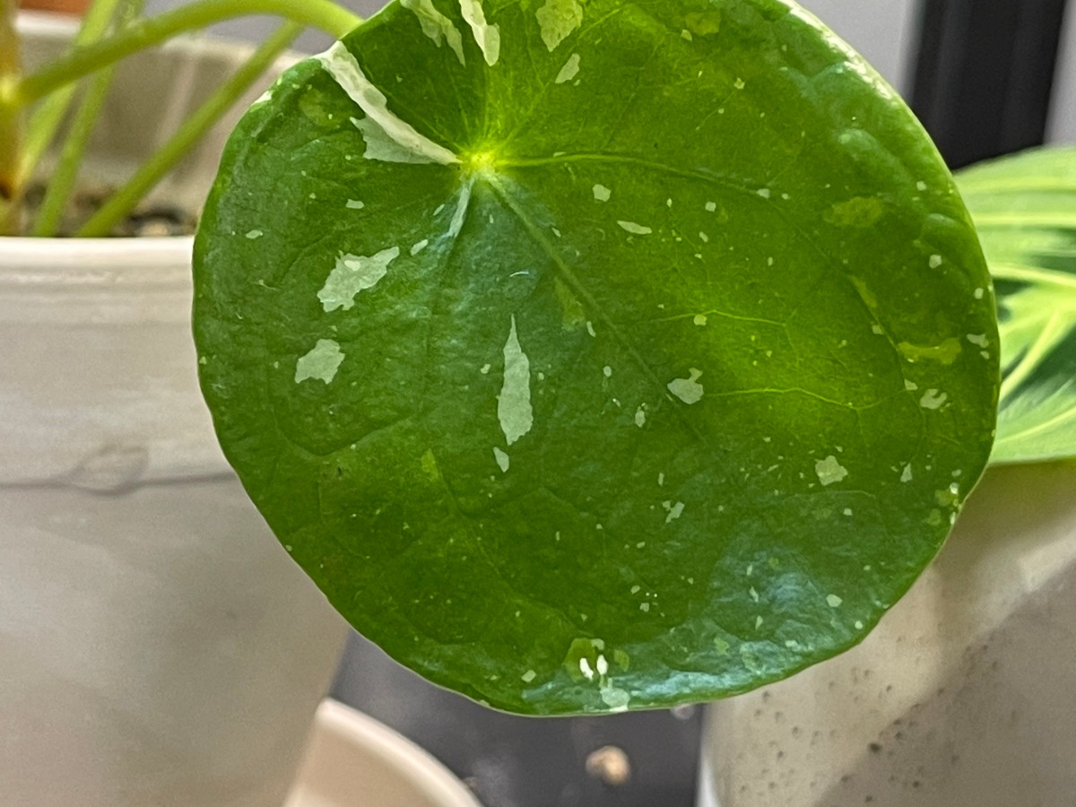 Plant Journal – Pilea peperomioides ‘White Splash’