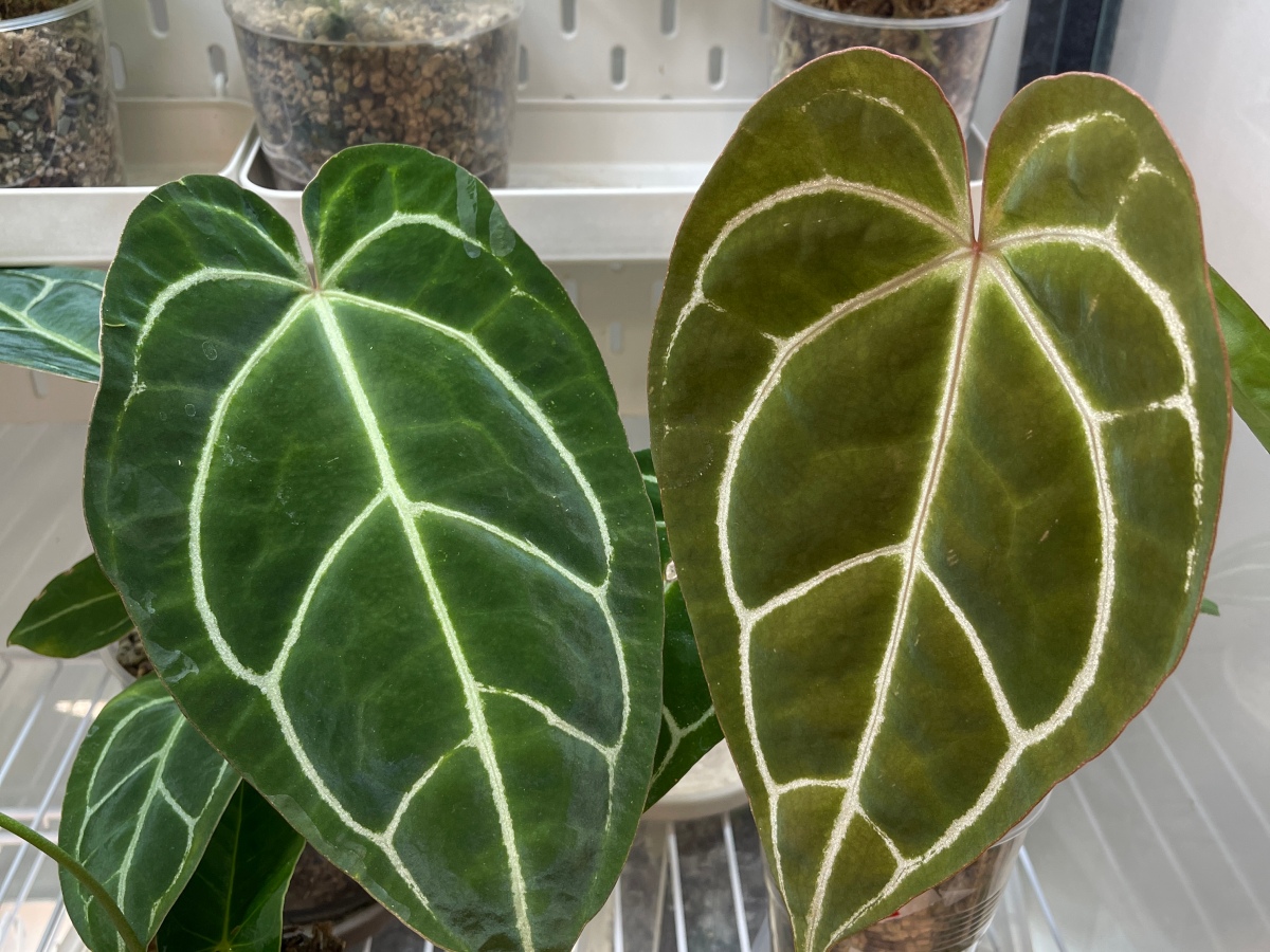 Plant Journal – known Anthurium hybrids and crosses – a list